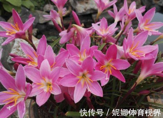 几种花,开花漂亮又好养,越旺开花越多,花开满盆