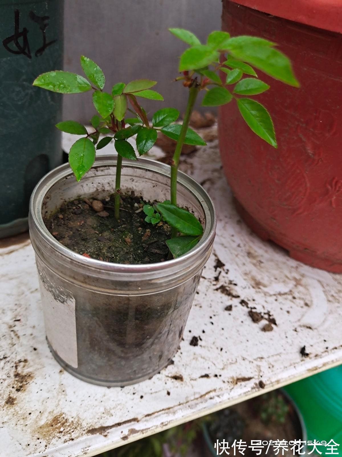 花盆|冬天养花,遇到这4种情况千万别换盆,不然花都死光了