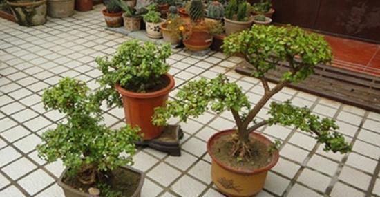 塑型|养一盆金枝玉叶，一剪一扎，轻轻松松，变成值钱的“盆景”