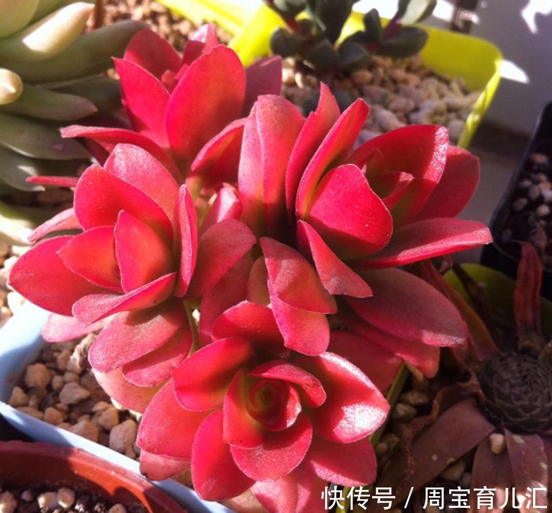 冬季火祭变绿啥原因?做好4点,颜色红得更鲜艳