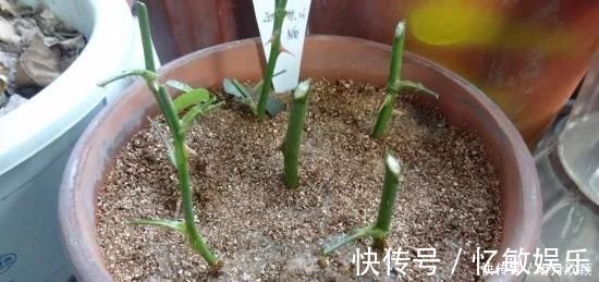 枝条|养花爱好者看过来这15种花现在“扦插”，生根快，一个周就长芽