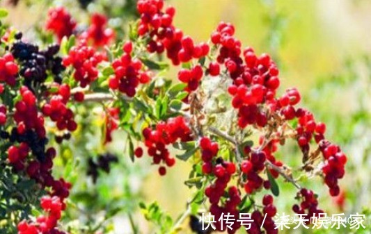 强身健体|女性要排毒，离不开4种食物，滋阴降火，净化血液，滋养女性子宫