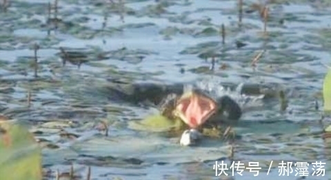 男子用活鼠去垂钓，既然被这大物给盯上了，可把他给乐坏了