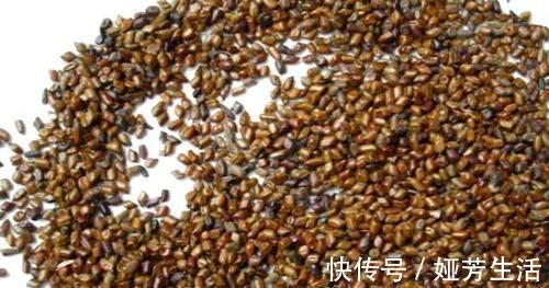 决明子|肚子大得像“怀孕”,每天吃点它,刮油减脂,让你悄悄瘦下去