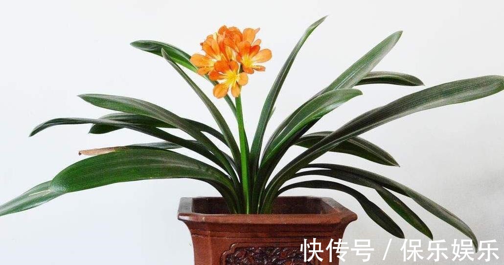 花肥|松树有2宝,松果壳、松针,带回家养花,效果比花肥强