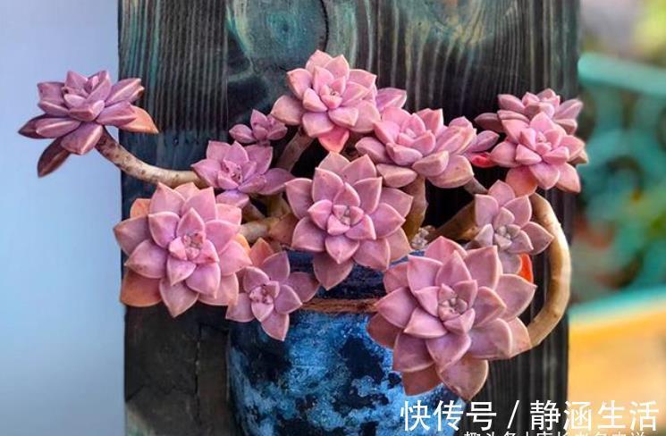 寻找夏天能纯露养的多肉?那你怎么能错过粉嫩甜美的阿伦培呢?