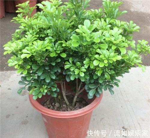 叶子|米兰掉叶不要急，用对方法就能枝繁叶茂