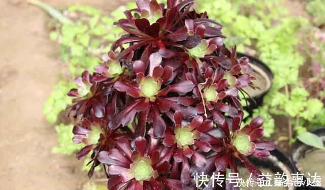 多肉植物|养多肉浇水不麻烦,合理掌握“四不浇”,想让它烂根都很难