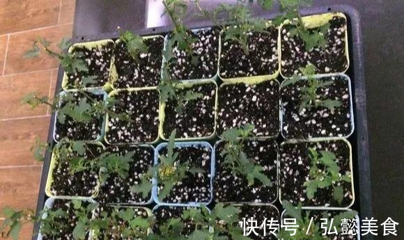 水培|3种枝条泡水里,10天长根,一次开花100朵,水培成活率更高!