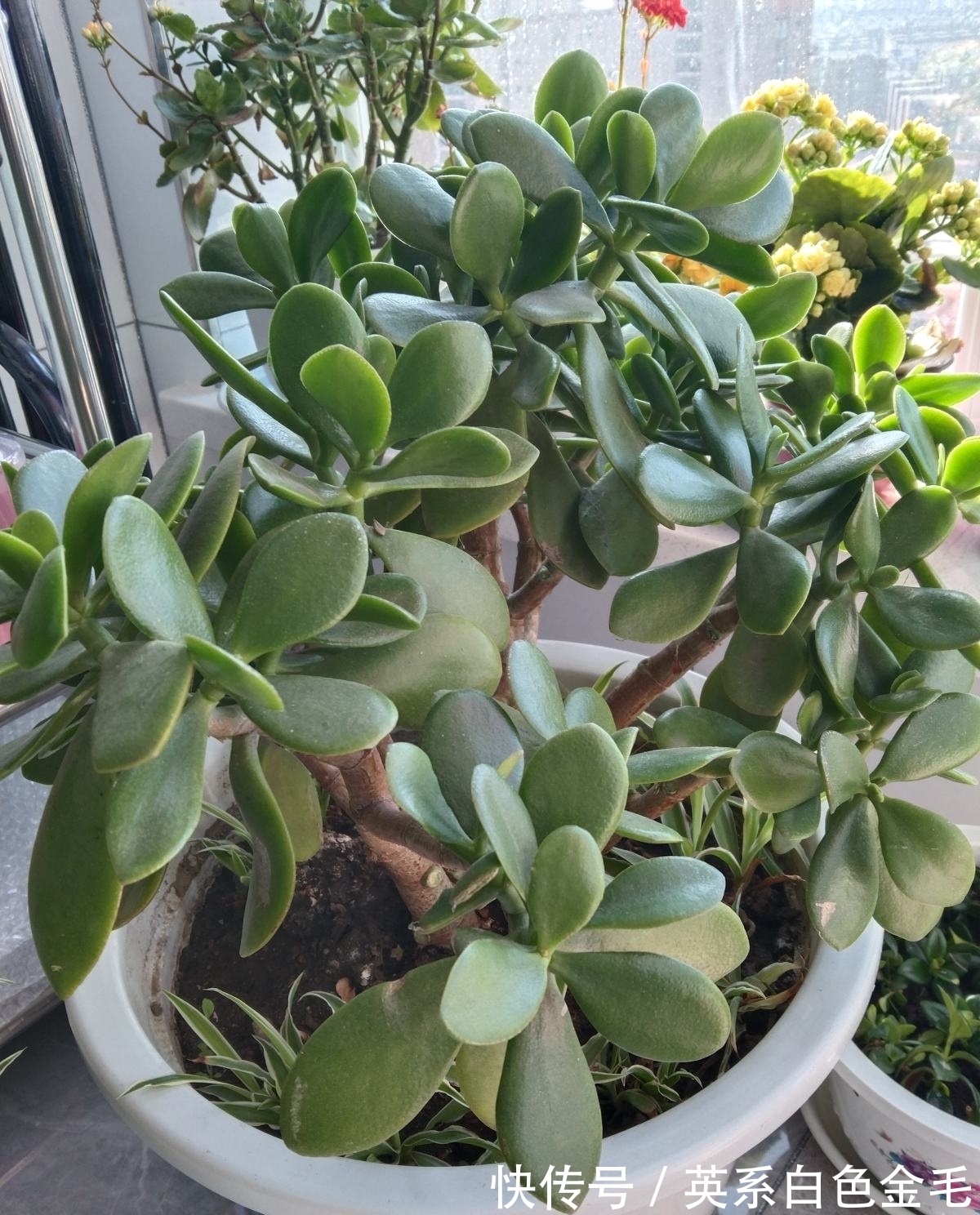 3种花就得用小盆“挤着养”,盆小水少,反而长得旺盛