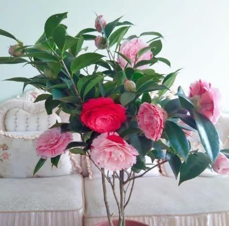 喜欢养花，不如试试这几款，给点阳光就灿烂，超级好养