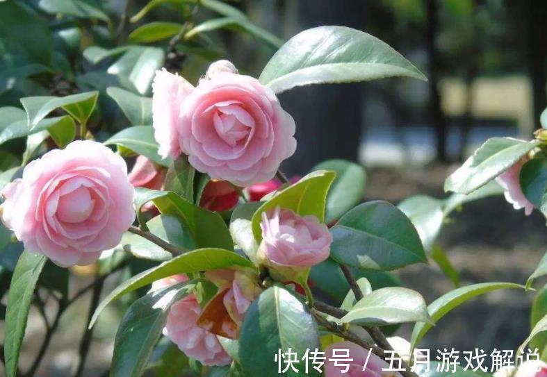 冬天|3种“长寿花”,能养几十年,越养越值钱,开成花树真喜庆