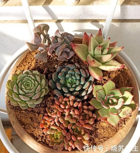 养多肉让人快乐,养多了,麻烦就多了,控制欲望,减少麻烦