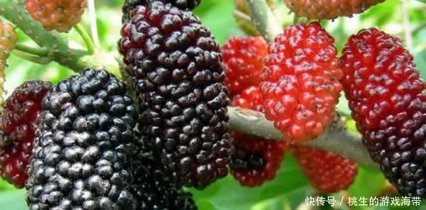 单羟基苯|家长注意啦:你经常给宝宝吃的水果有哪些?