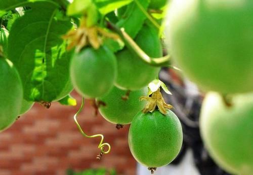 它被人们誉为 神仙果 多吃美颜益肤 是爱美女性必选水果 快资讯