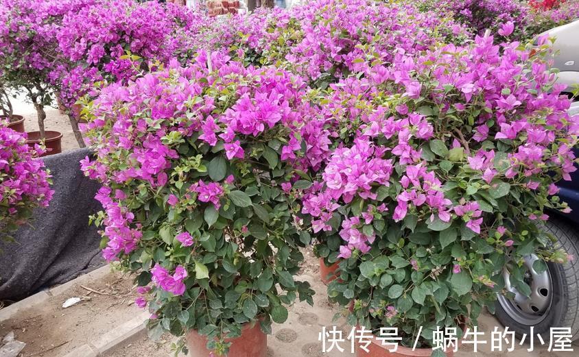 花友们|如何给三角梅控水，让它成为当之无愧的“开花机器”？