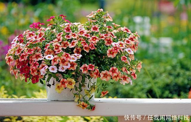 太阳花|4种“便宜花”适合6月养，容易开爆，花期长，关键是容易养