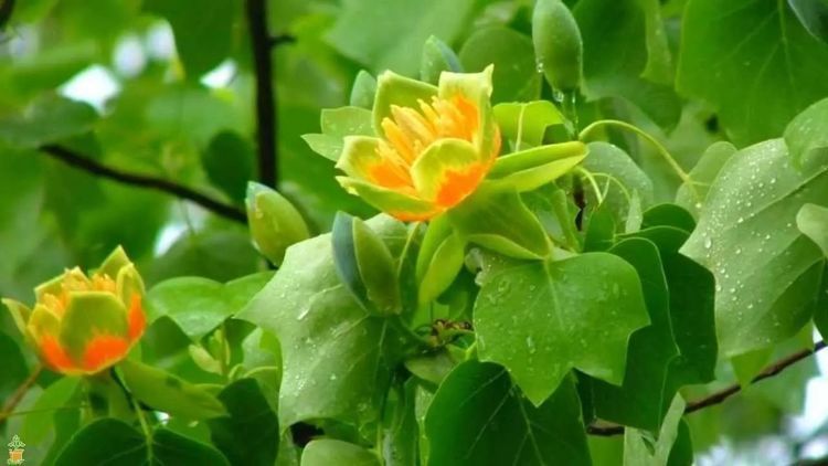 此种长得特瘦的树叶片能不断变色，花朵长得像透明的郁金香