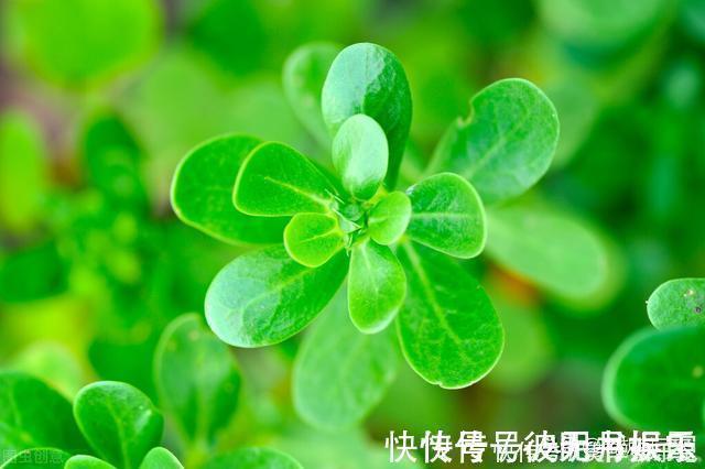 麻绳菜|本是野草,却被称为“天然青霉素”,怪不得许多人愿意吃呢