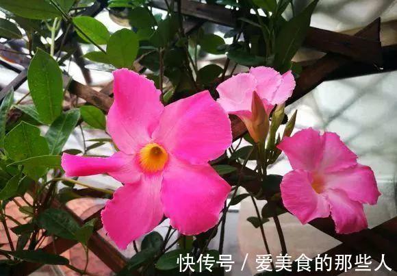 飘香藤长得像棵草,每次只开一朵花,狠心剪一剪是关键,别不舍得