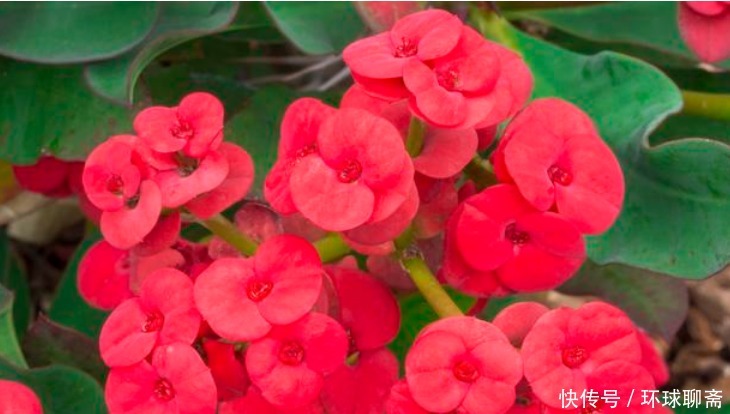 “4种花”不适合家里养,全株都有毒,再漂亮也要扔掉!