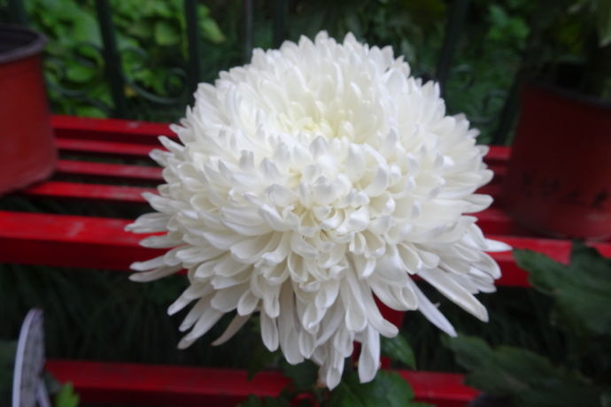 喜欢菊花,不如养盆“国华系列”国华草堂,白如脂玉,纤尘不染!