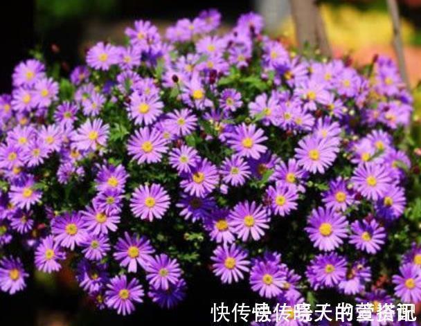 阳台养花推荐这5种,漂亮好养特能开,花期长达300天,适合新手