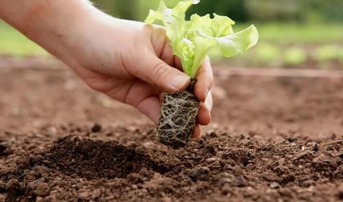 脾胃|4個(gè)老祖宗流傳已久的“土食”，補(bǔ)脾健脾調(diào)脾，養(yǎng)好脾胃百病難侵