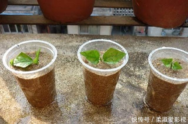 茉莉花扦插有“技巧”,步步都是“精髓”,成活率猛增