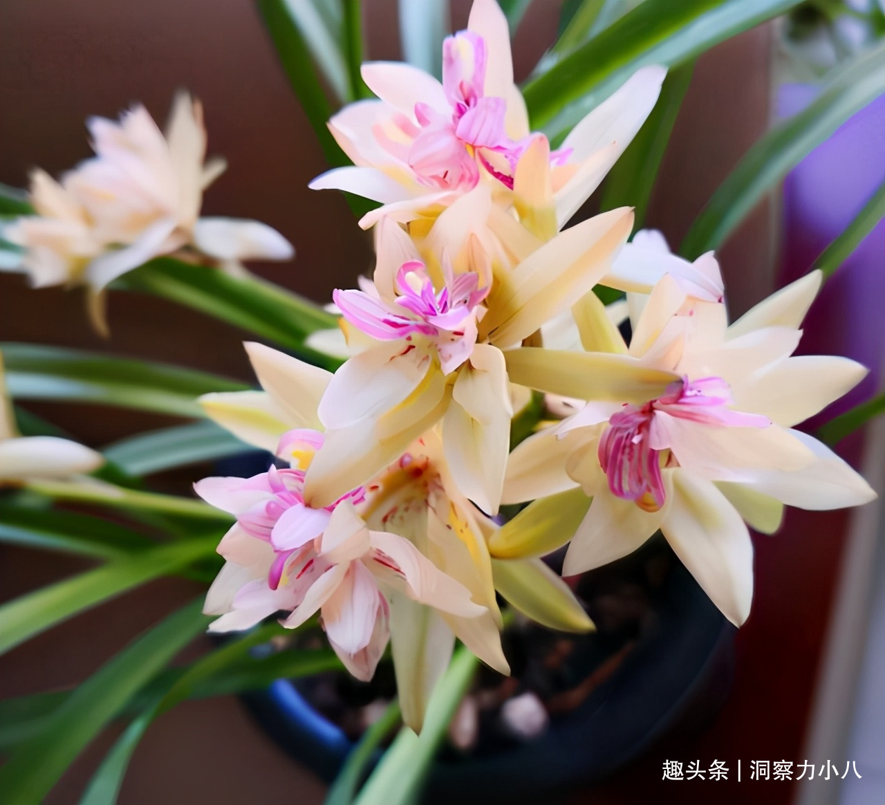 露天难成活的花,一晒太阳就黄了,挪个位置养“花叶俱美”满室香