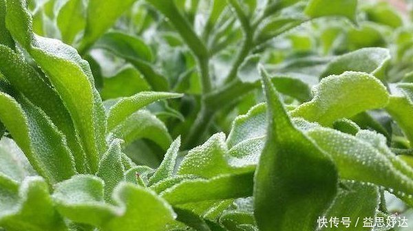 野菜|吃藥不如吃野菜，農村最常見的4種野菜，原來都是珍貴中草藥