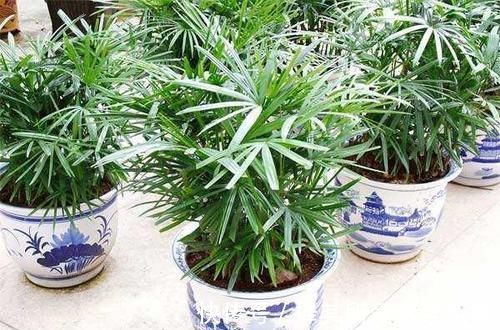 净化|适合养殖在室内的花卉植物，既好看又可以净化室内的空气！