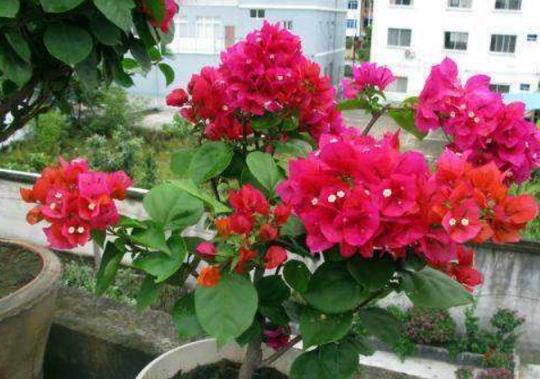最爱开花的三角梅,被养得花量稀少,快做好3件事,之后花开满盆