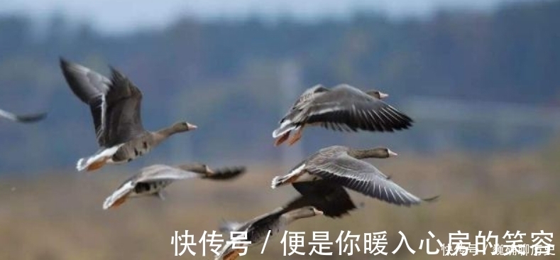 蜀中九日|王勃在重阳节独自登高,信手拈来写下一首诗,感动了无数游子!