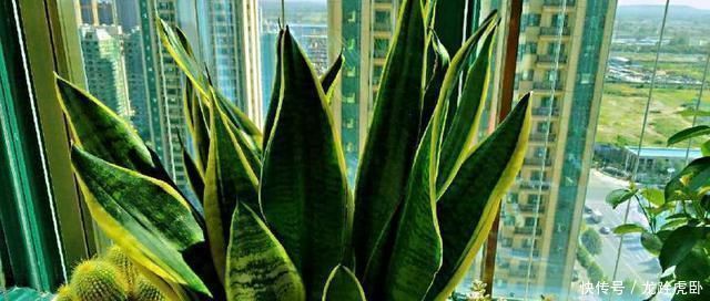 虎皮|人家的虎皮兰,叶子长得又直、又挺,原来是这么养的