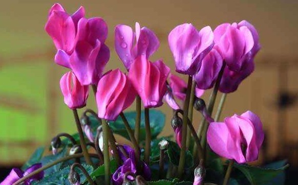 仙客来|室内养花就选“仙客来”,花繁叶茂,香味浓郁,花期长适合盆栽养