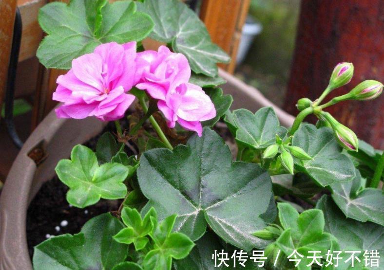 秋天看到3种花，别再花钱买，掐根枝插土里，容易成活繁殖快