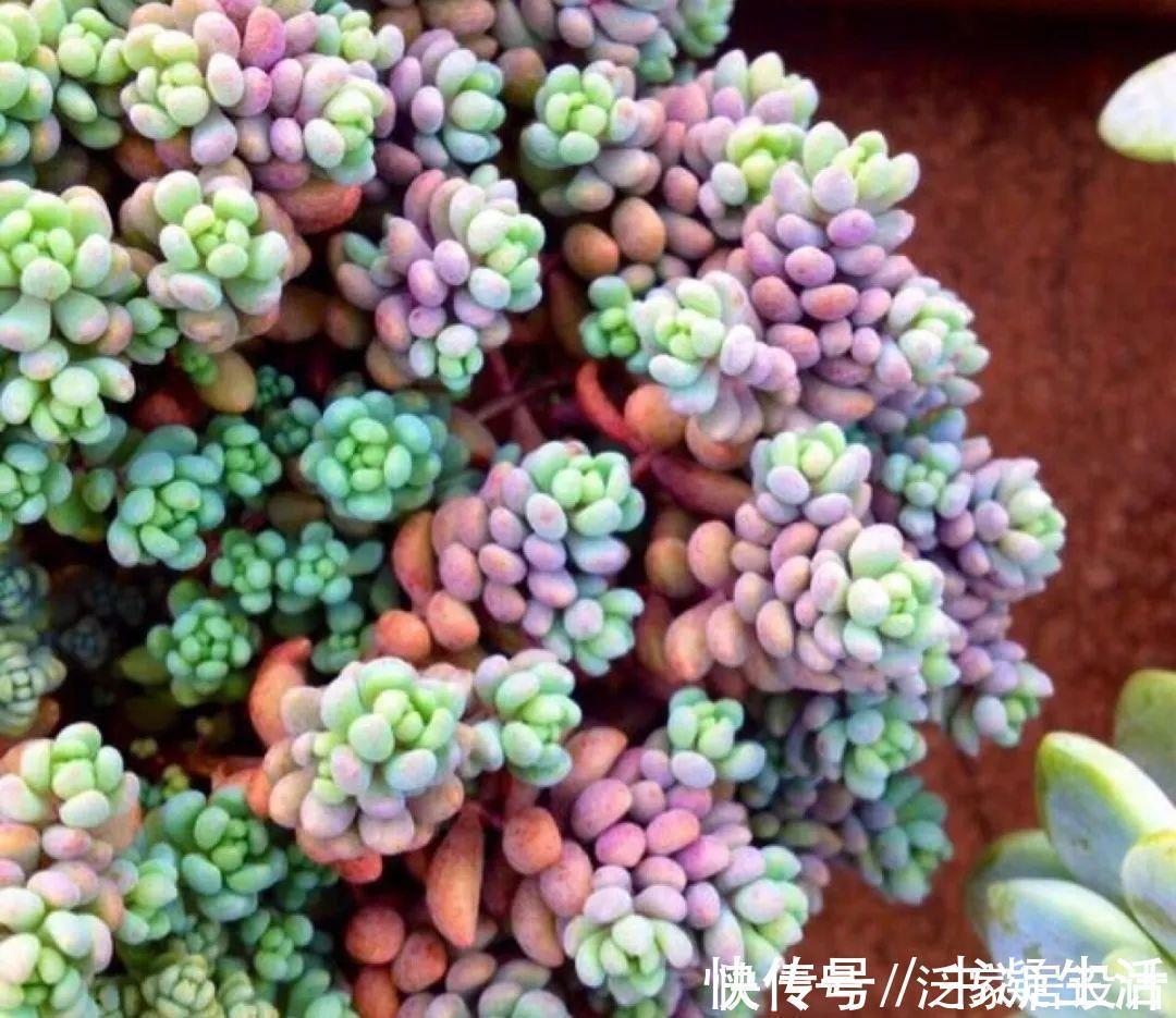 多肉吊兰样式多到你挑花眼,颜色状态是各不相同,看看你认识几个