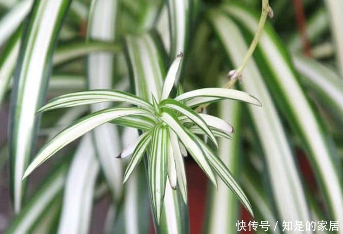 养花|12种净化空气非常棒的室内绿植,养花新手都养不死的植物