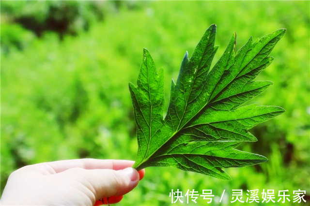 艾草煮鸡蛋|农村老人用艾叶制作成枕头,艾叶枕头有到底有什么好处呢