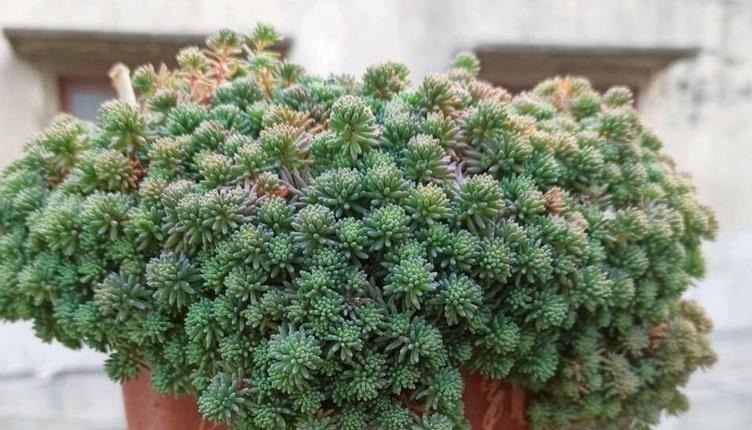 看似是草,实际是多肉,薄雪万年草,养殖抓住4个细节长得漂亮