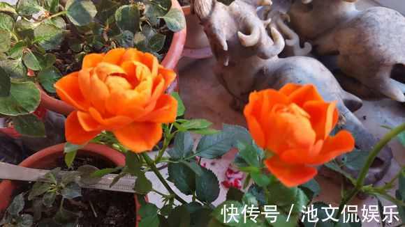 萌新别再用过期的啤酒浇月季了,浇1盆死1盆,只有用对方法才爆盆