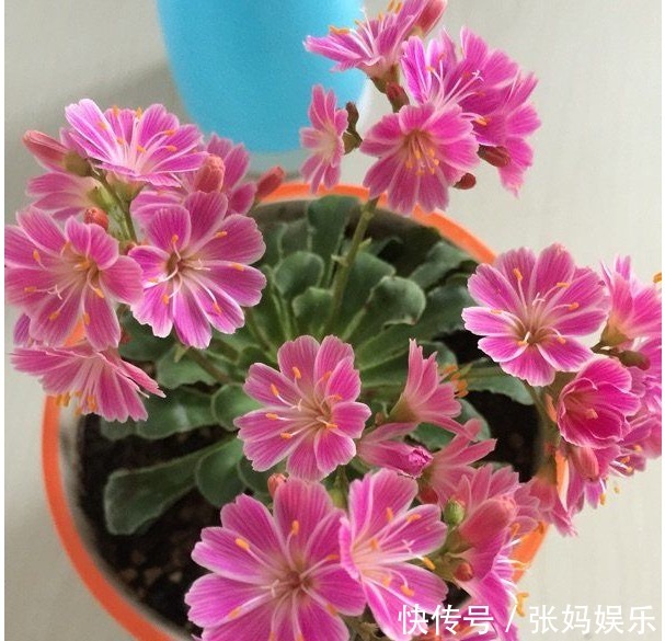 别再养绿萝吊兰了,以下盆景花美又好养,花色很绚丽,四季有花赏