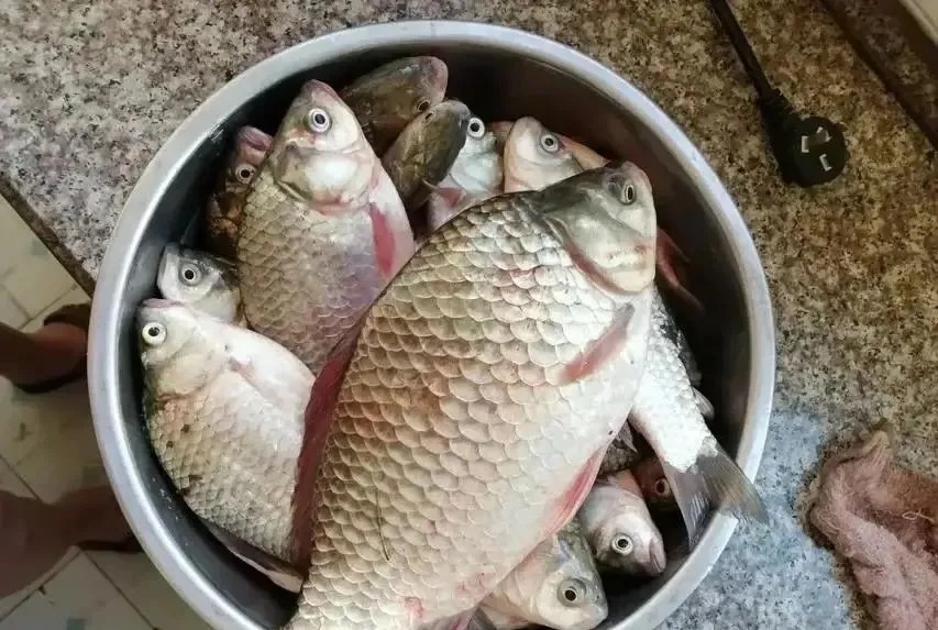 冬季野钓,傻坐一天无鱼咬钩?给你四条建议,其实大板鲫很好钓