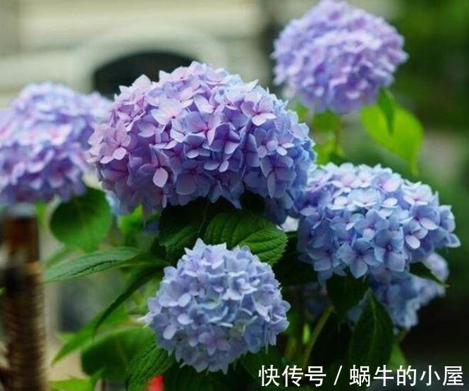 家里养4种漂亮花,国庆后赶紧修剪备份,长老了来年没花赏