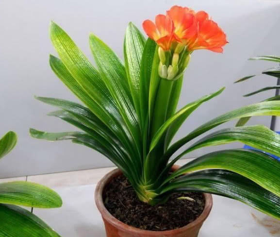 “君子兰”开花不断，离不开的“2个关键点”，不夹箭，开花多！