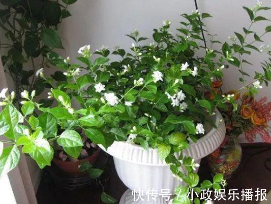 新手养花通病羡慕别人家牢记2个小常识，居家盆栽少犯错