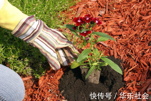 养好花离不开好的土壤,8种适合家庭养花的土壤,养花爆盆