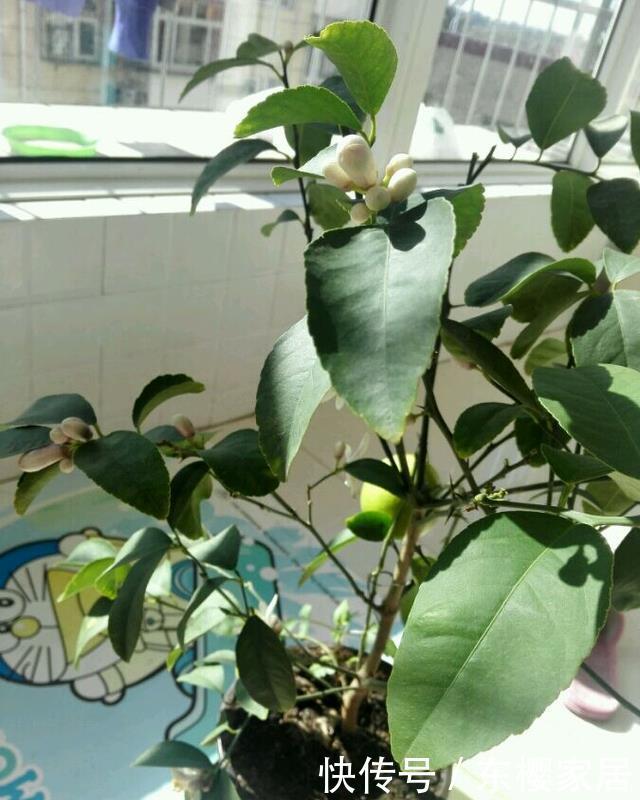 排毒|一个柠檬籽,丢进花盆,结出满盆的柠檬,排毒又减肥