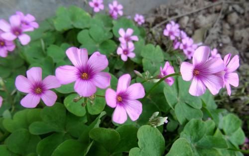  记载|古代植物学专著有哪些？ 古代植物学专著主要是写的什么？